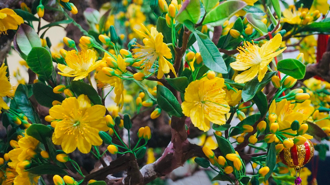 Độc đáo cây mai 'khủng' được tạo nên từ 35kg đất sét ảnh 1