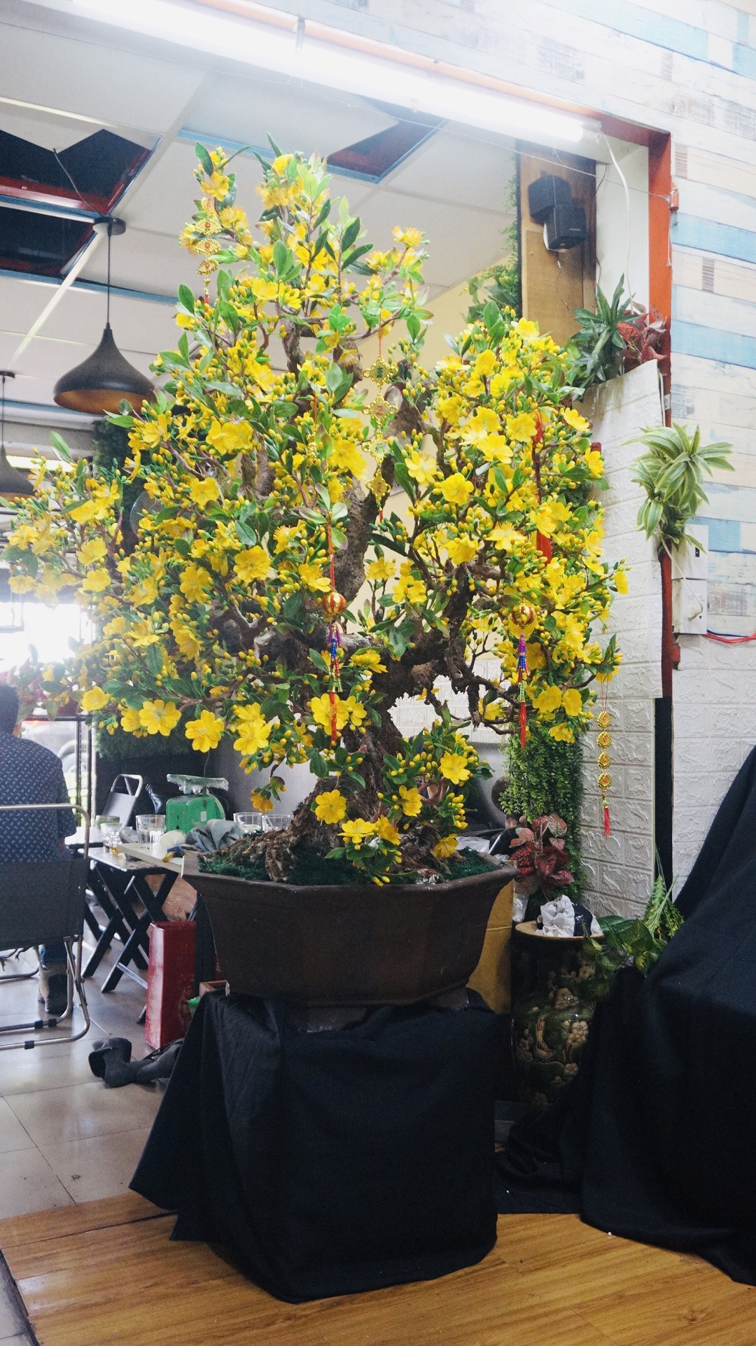 Độc đáo cây mai 'khủng' được tạo nên từ 35kg đất sét ảnh 12