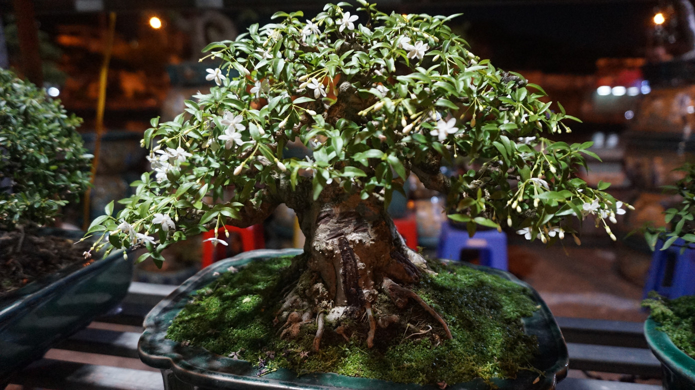 Sôi động cảnh hoa Tết miền Tây theo ghe lên thành phố ảnh 14