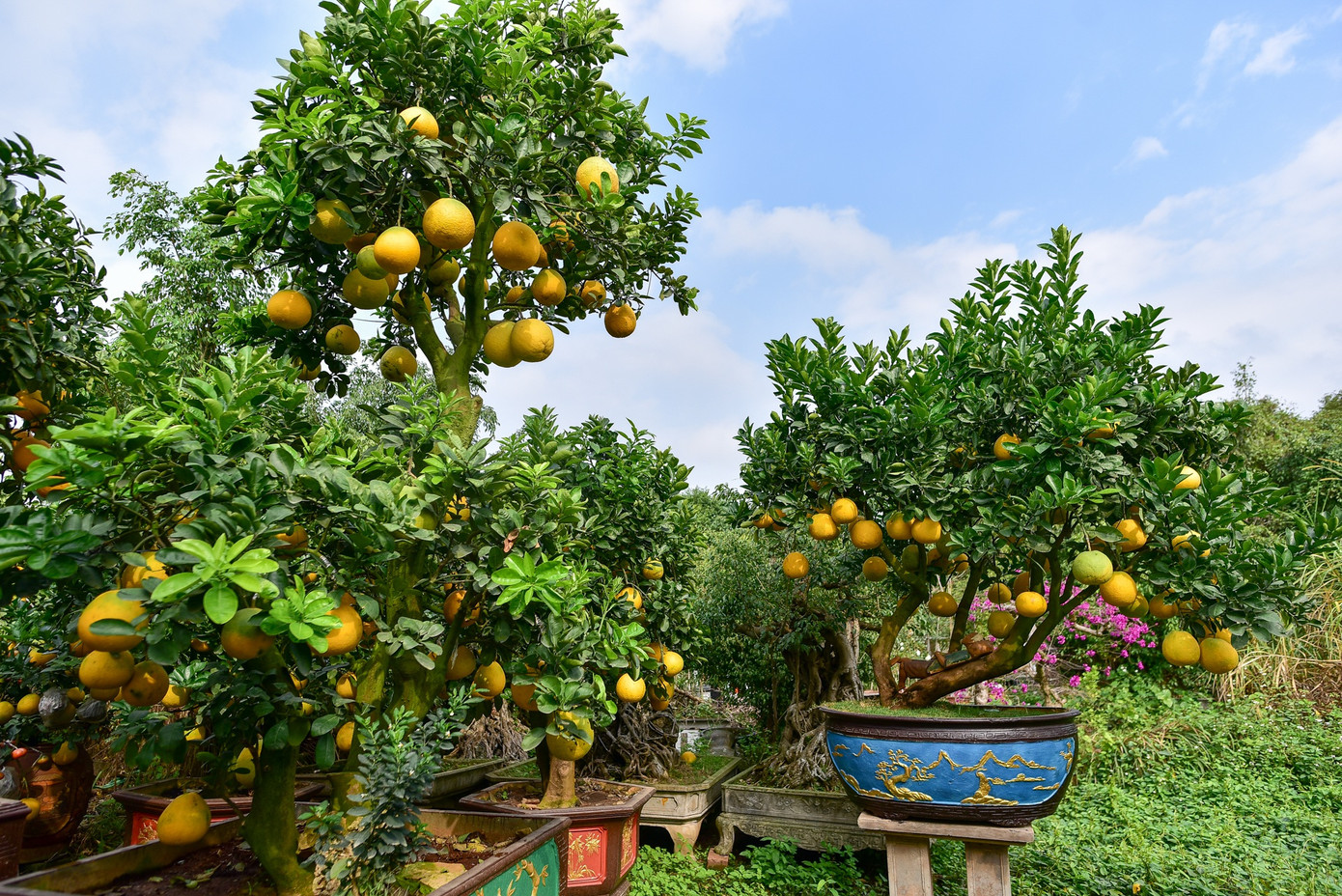 Tây Nguyên: Cà phê chín đỏ vườn, người hái thuê lắc đầu bỏ đi ảnh 4