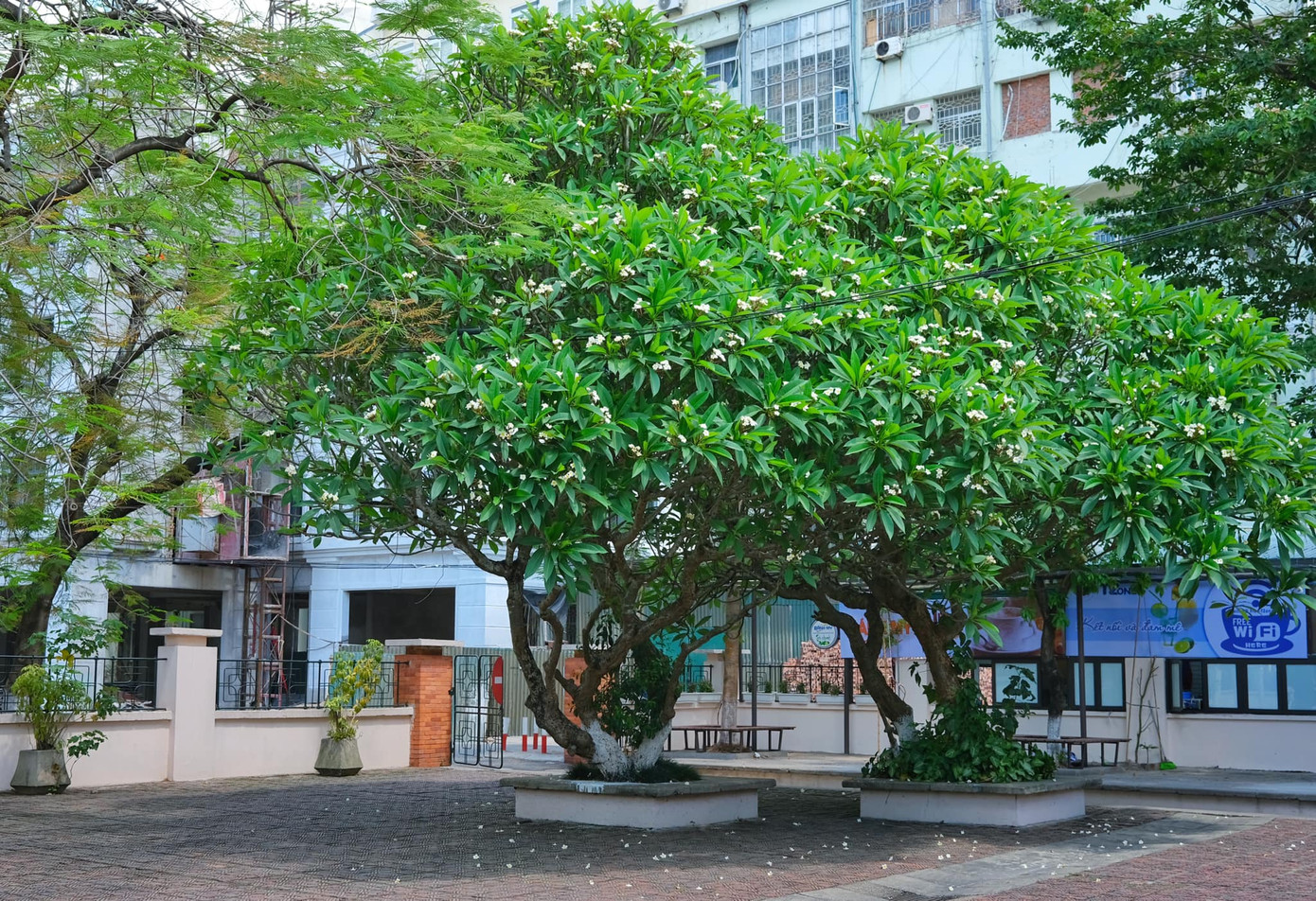 Giảng đường đại học đẹp miên man ảnh 8