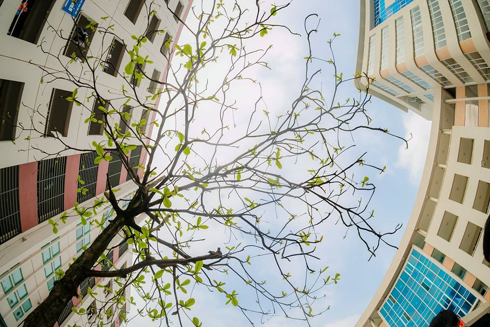 Trường Y dược mộng mơ trong nắng đầu Hè ảnh 7