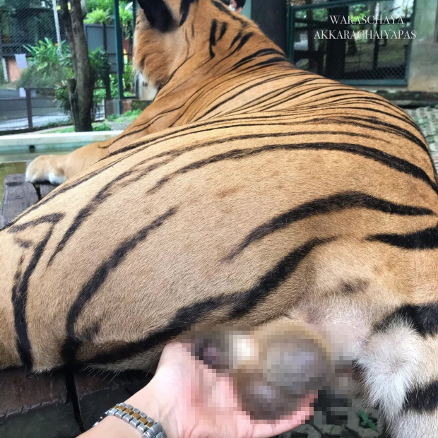 Cô gái bị chỉ trích dữ dội vì cầm 'của quý' của hổ để chụp ảnh sống ảo ảnh 2