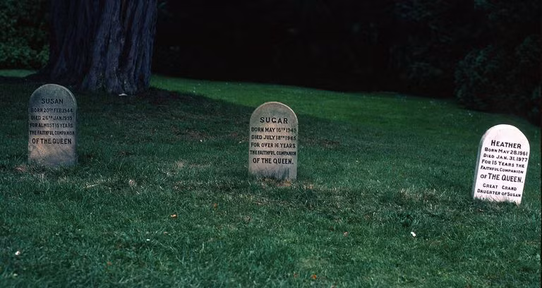 Bầy Corgi của Nữ hoàng Elizabeth thì nổi tiếng quá rồi, nhưng có những điều bạn chưa biết ảnh 6