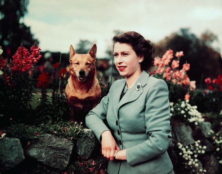 Nữ hoàng Elizabeth còn lên concept các bức ảnh chân dung với những chú chó của mình. Bầy Corgi của Nữ hoàng Elizabeth thì nổi tiếng quá rồi, nhưng có những điều bạn chưa biết ảnh 3