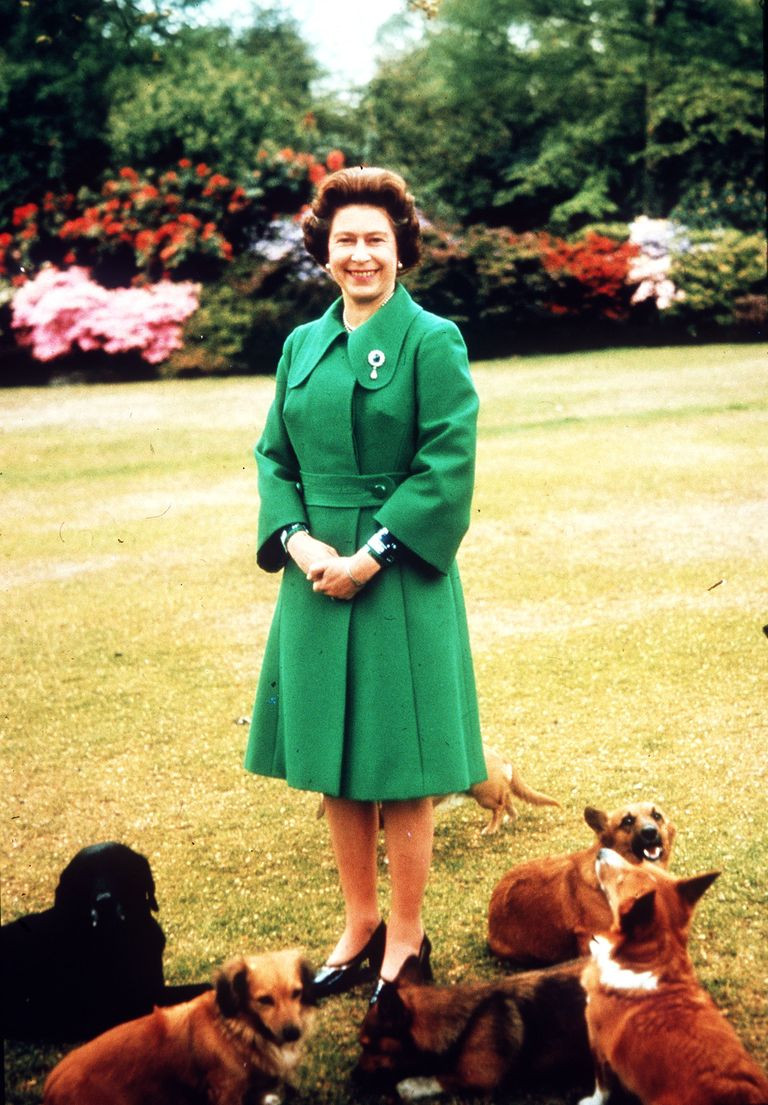 Những chú chó Corgis của bà từ đó đến nay đều là con cháu của Susan Bầy Corgi của Nữ hoàng Elizabeth thì nổi tiếng quá rồi, nhưng có những điều bạn chưa biết ảnh 7