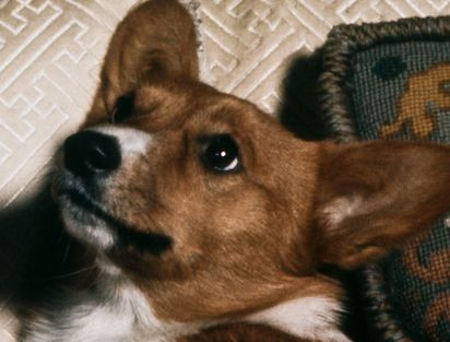 Hãy nhìn vào khuôn mặt của "bé Corgi" này: "Tôi là một chú chó hoàng gia cao quý" Bầy Corgi của Nữ hoàng Elizabeth thì nổi tiếng quá rồi, nhưng có những điều bạn chưa biết ảnh 5