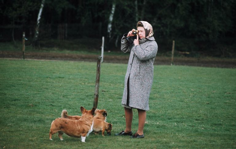 Những chú chó của Nữ hoàng sống trong lâu đài với những đặc quyền có 1-0-2. Bầy Corgi của Nữ hoàng Elizabeth thì nổi tiếng quá rồi, nhưng có những điều bạn chưa biết ảnh 4