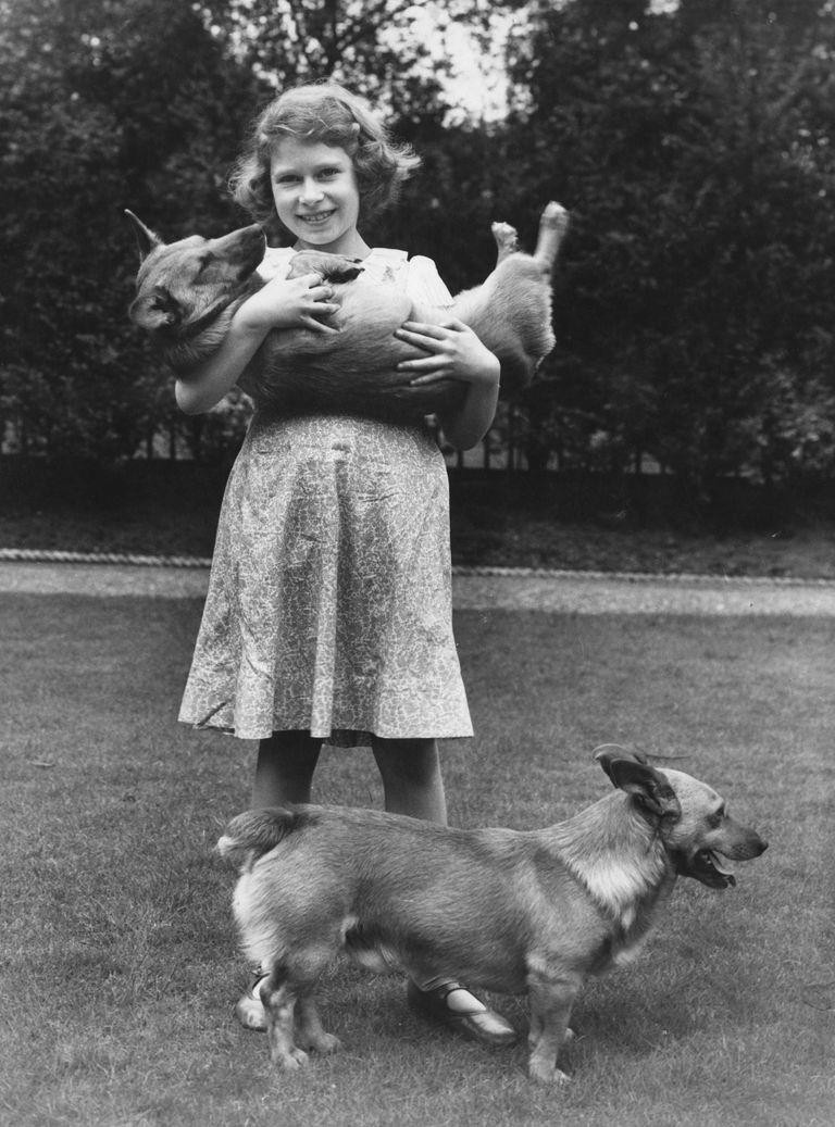Những chú chó đầu tiên của Nữ hoàng Anh. Bầy Corgi của Nữ hoàng Elizabeth thì nổi tiếng quá rồi, nhưng có những điều bạn chưa biết ảnh 1