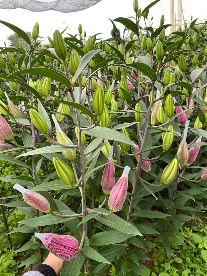 Hoa ly rớt giá thê thảm, cộng đồng mạng kêu gọi 'giải cứu' ảnh 3