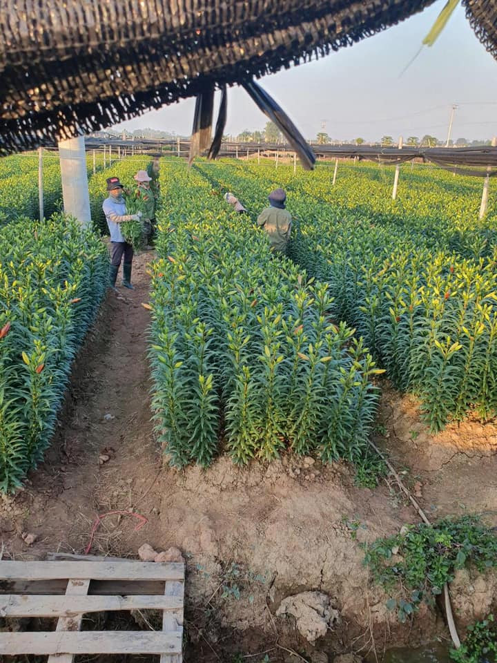 Hoa ly rớt giá thê thảm, cộng đồng mạng kêu gọi 'giải cứu' ảnh 4