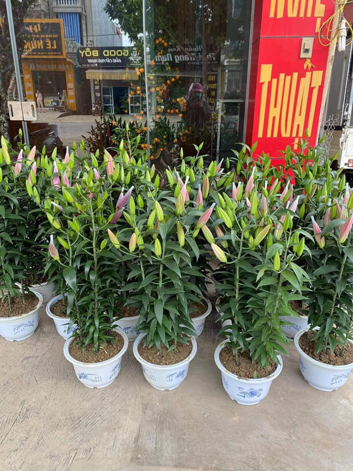 Hoa ly rớt giá thê thảm, cộng đồng mạng kêu gọi 'giải cứu' ảnh 2