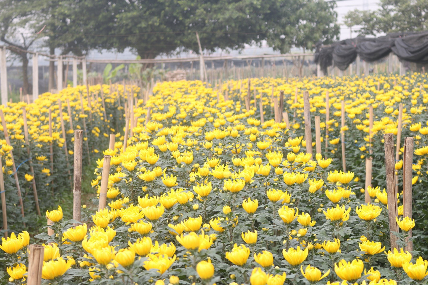 Sát Rằm tháng Giêng, giá hoa ở Hà Nội thấp lạ thường ảnh 1