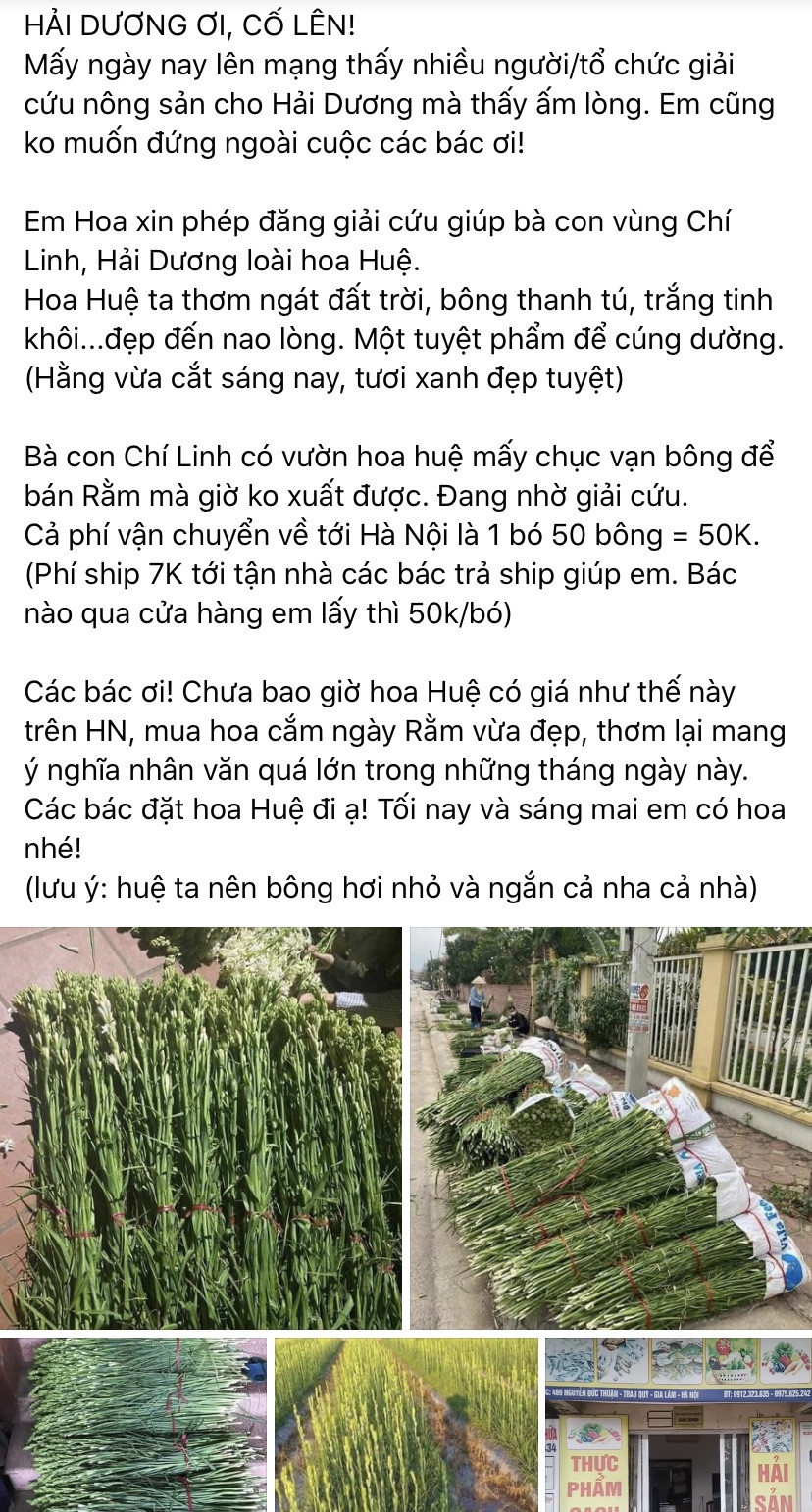 Sát Rằm tháng Giêng, giá hoa ở Hà Nội thấp lạ thường ảnh 4