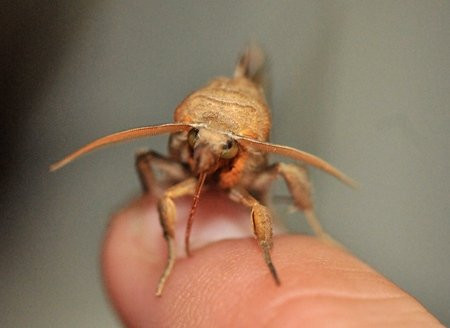 Giải mã truyền thuyết Ma cà rồng, Bướm ‘ma ca rồng’ hút máu để làm gì? ảnh 1