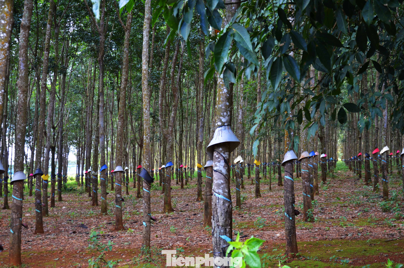 Cận cảnh Trung tâm điều dưỡng 68 tỷ hoang vắng giữa rừng cao su ảnh 3