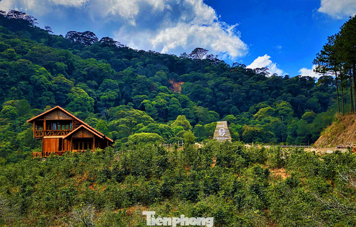 Ôm 'sứ giả thời tiền sử' trên Cổng Trời ​Bidoup ảnh 9