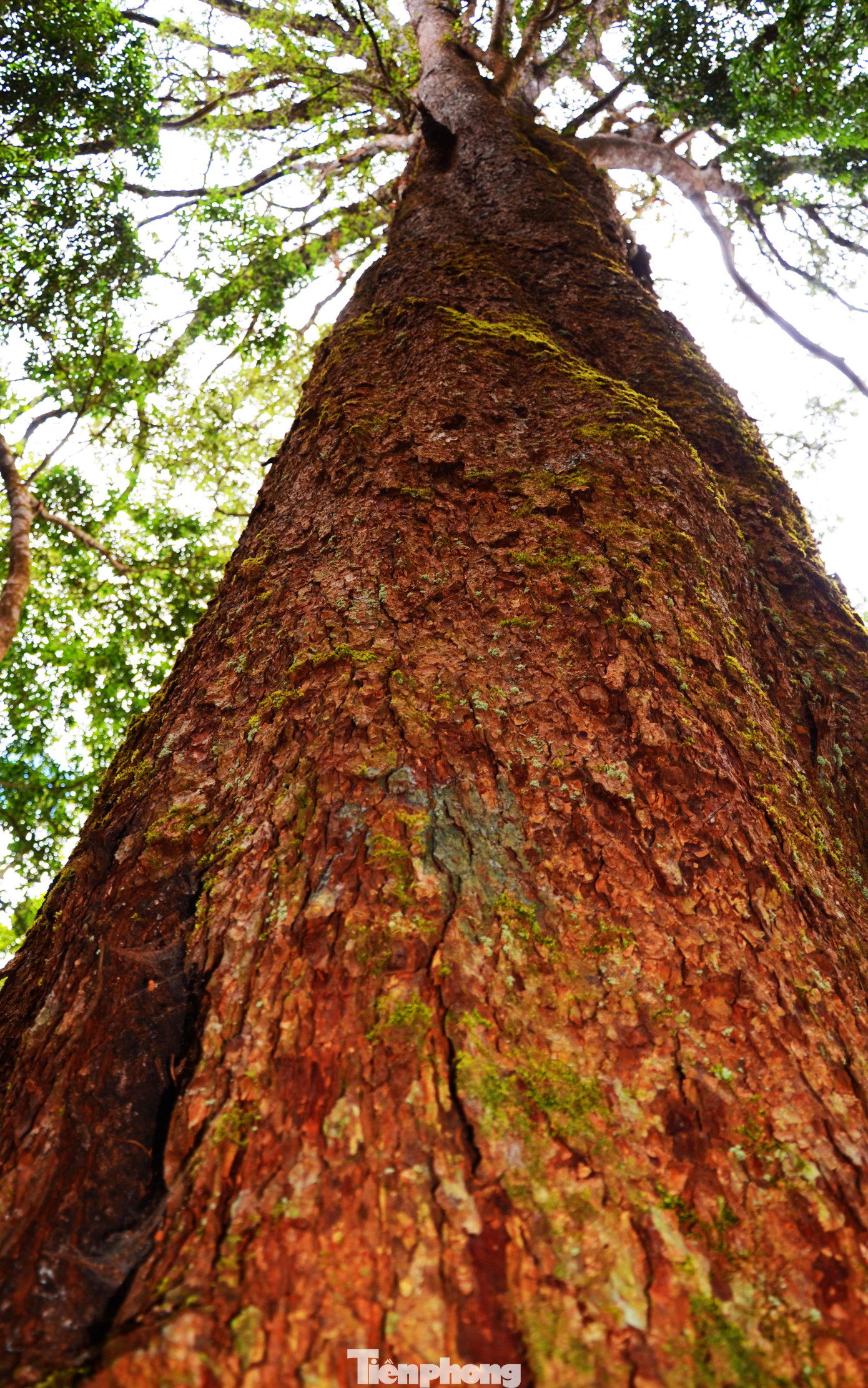 Ôm 'sứ giả thời tiền sử' trên Cổng Trời ​Bidoup ảnh 5