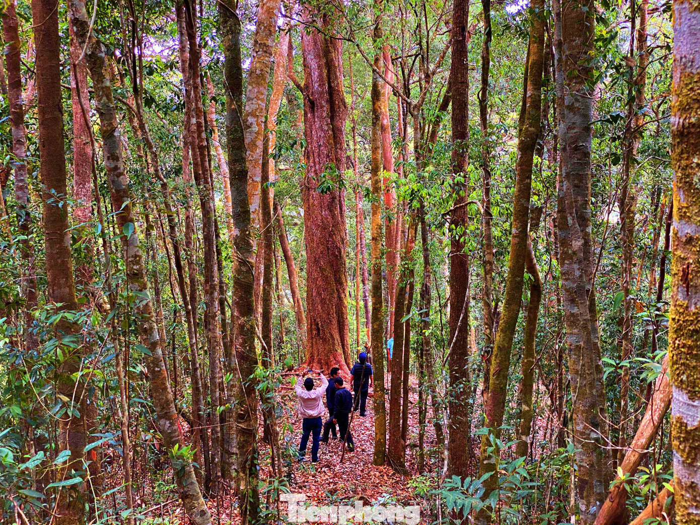 Ôm 'sứ giả thời tiền sử' trên Cổng Trời ​Bidoup ảnh 3