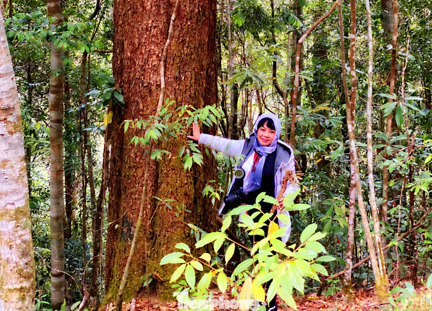 Ôm 'sứ giả thời tiền sử' trên Cổng Trời ​Bidoup ảnh 2