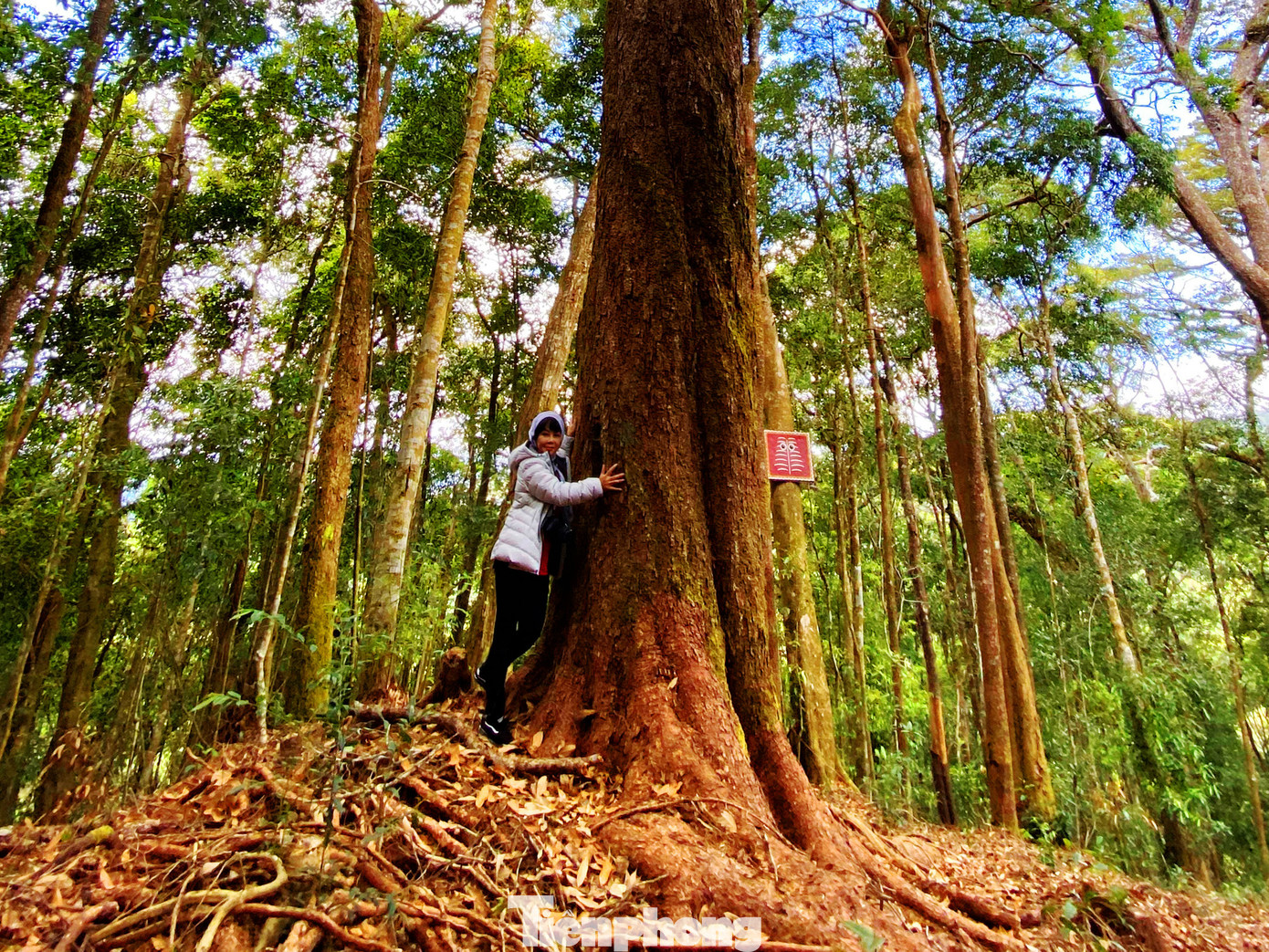 Ôm 'sứ giả thời tiền sử' trên Cổng Trời ​Bidoup ảnh 4