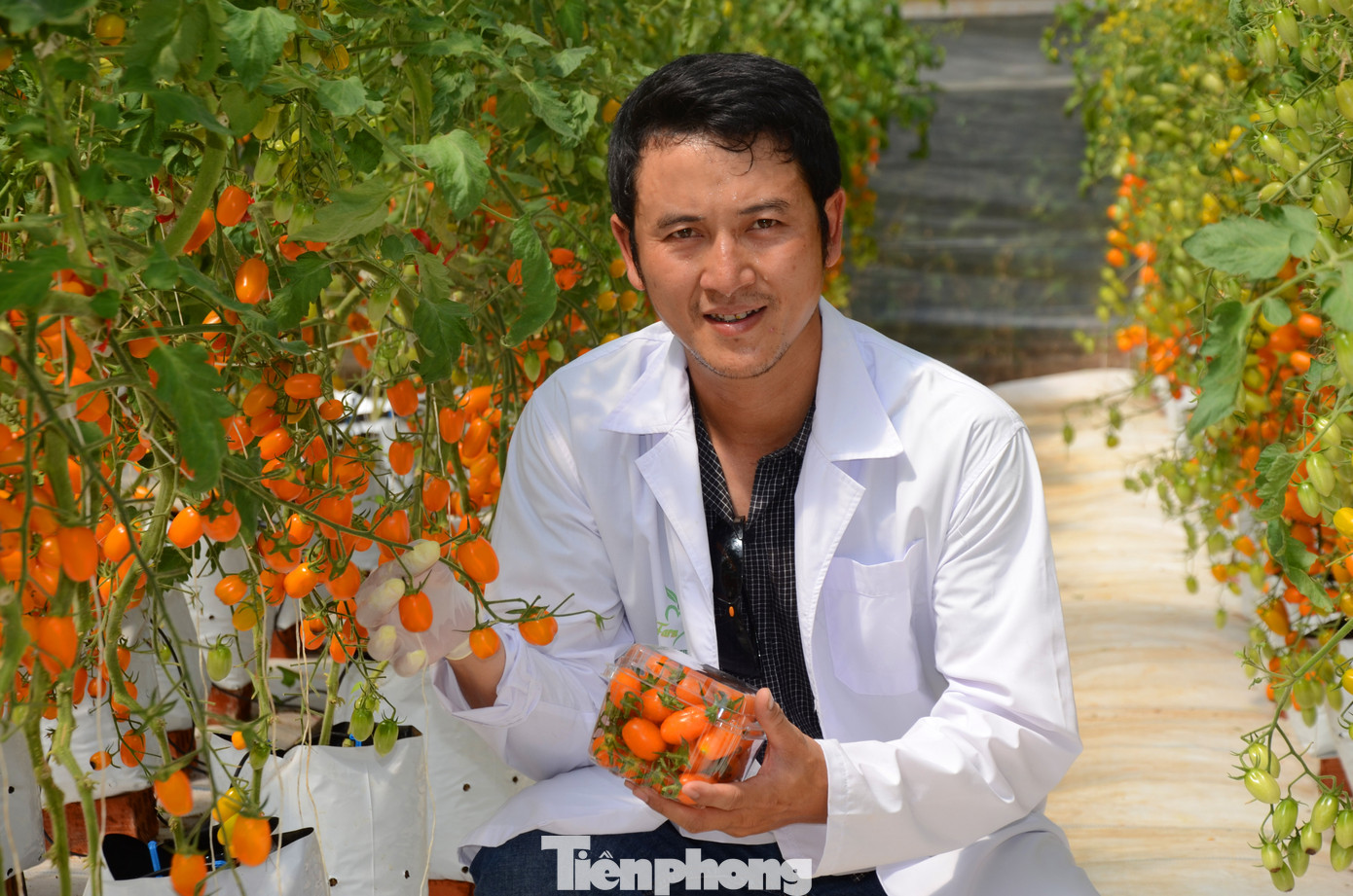 Vườn cà chua siêu ngọt, trĩu quả hút khách ở Tây Nguyên ảnh 5