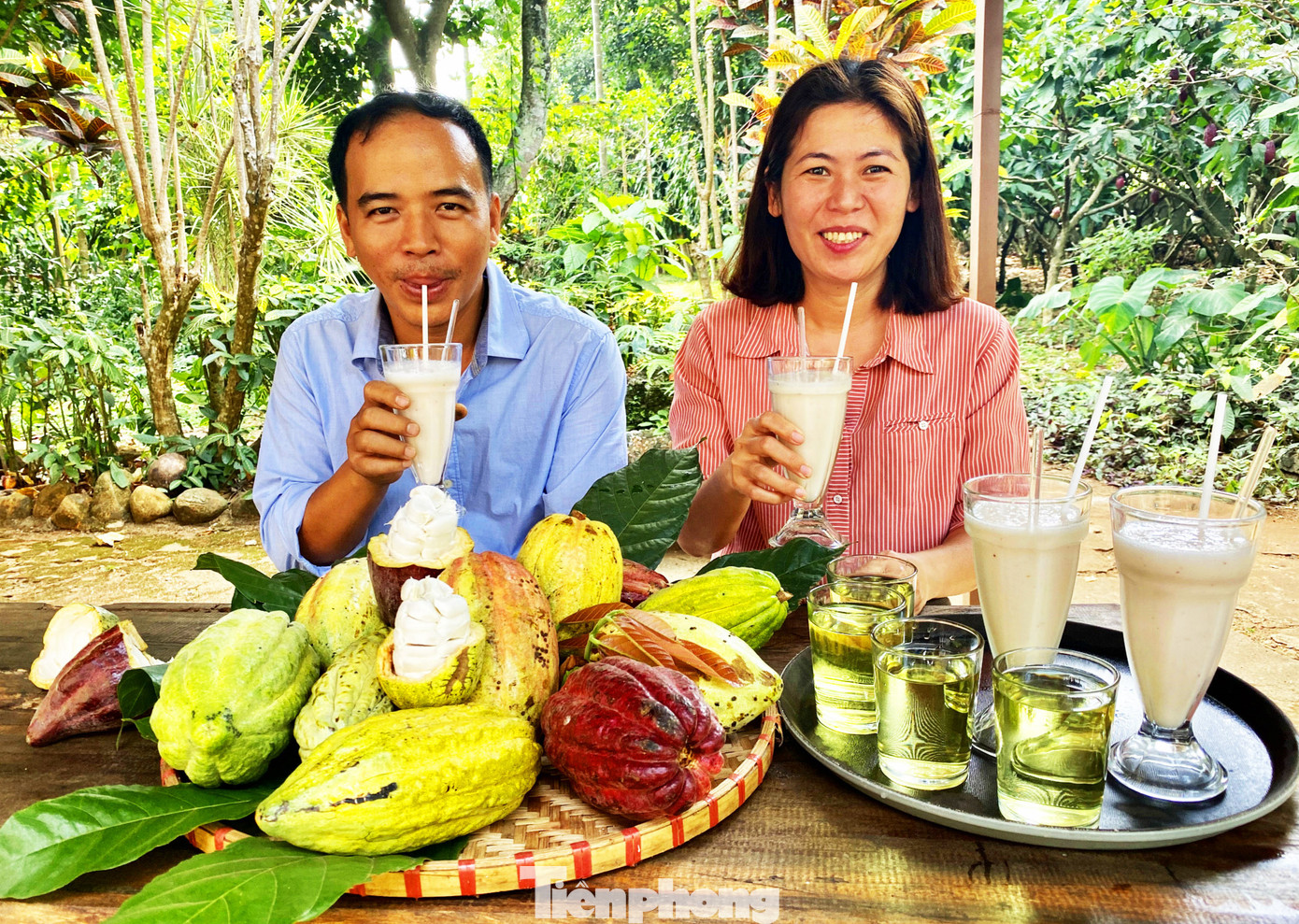 Du xuân với vườn ca cao muôn màu trên Tây Nguyên ảnh 10