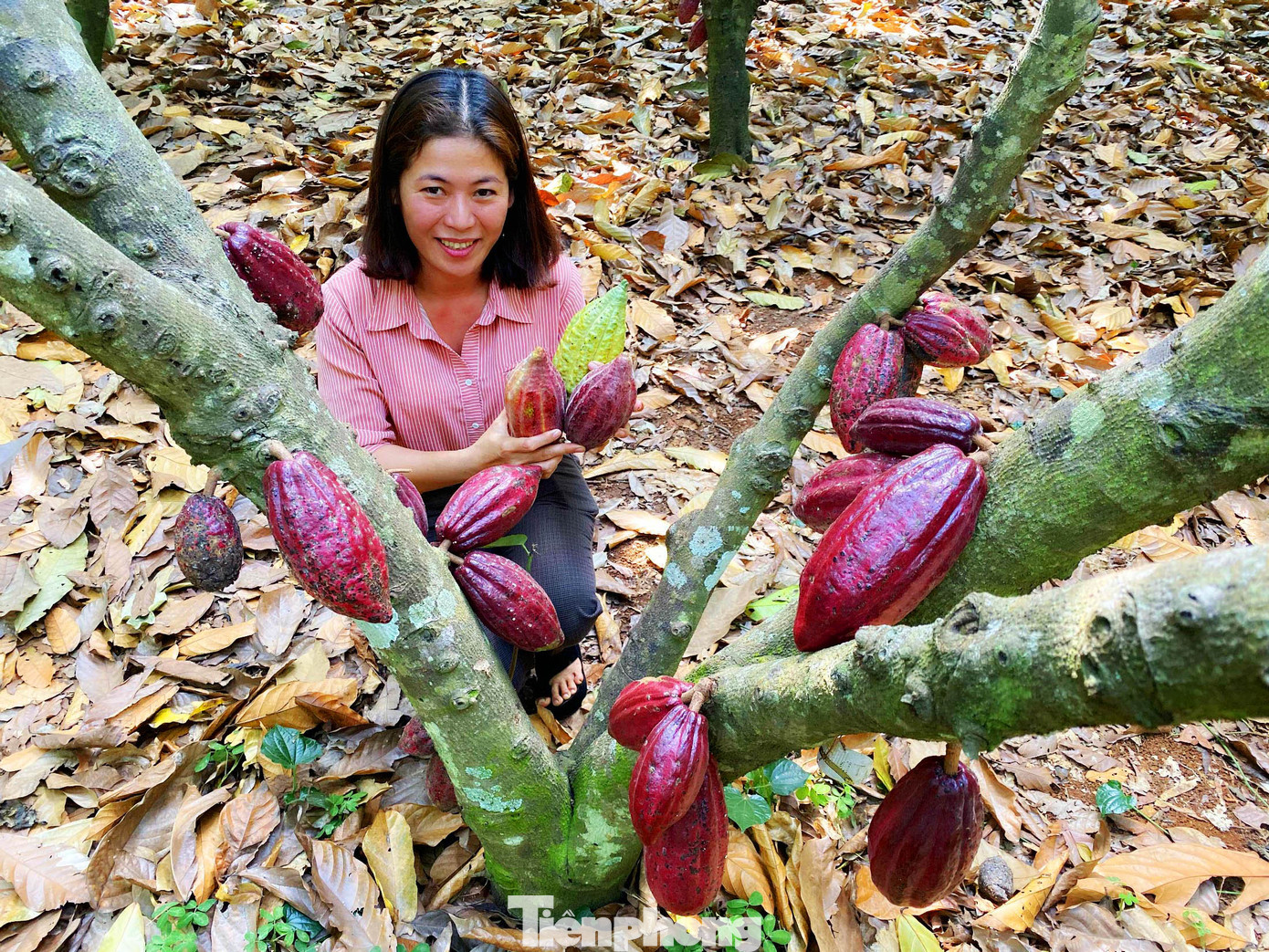 Du xuân với vườn ca cao muôn màu trên Tây Nguyên ảnh 2