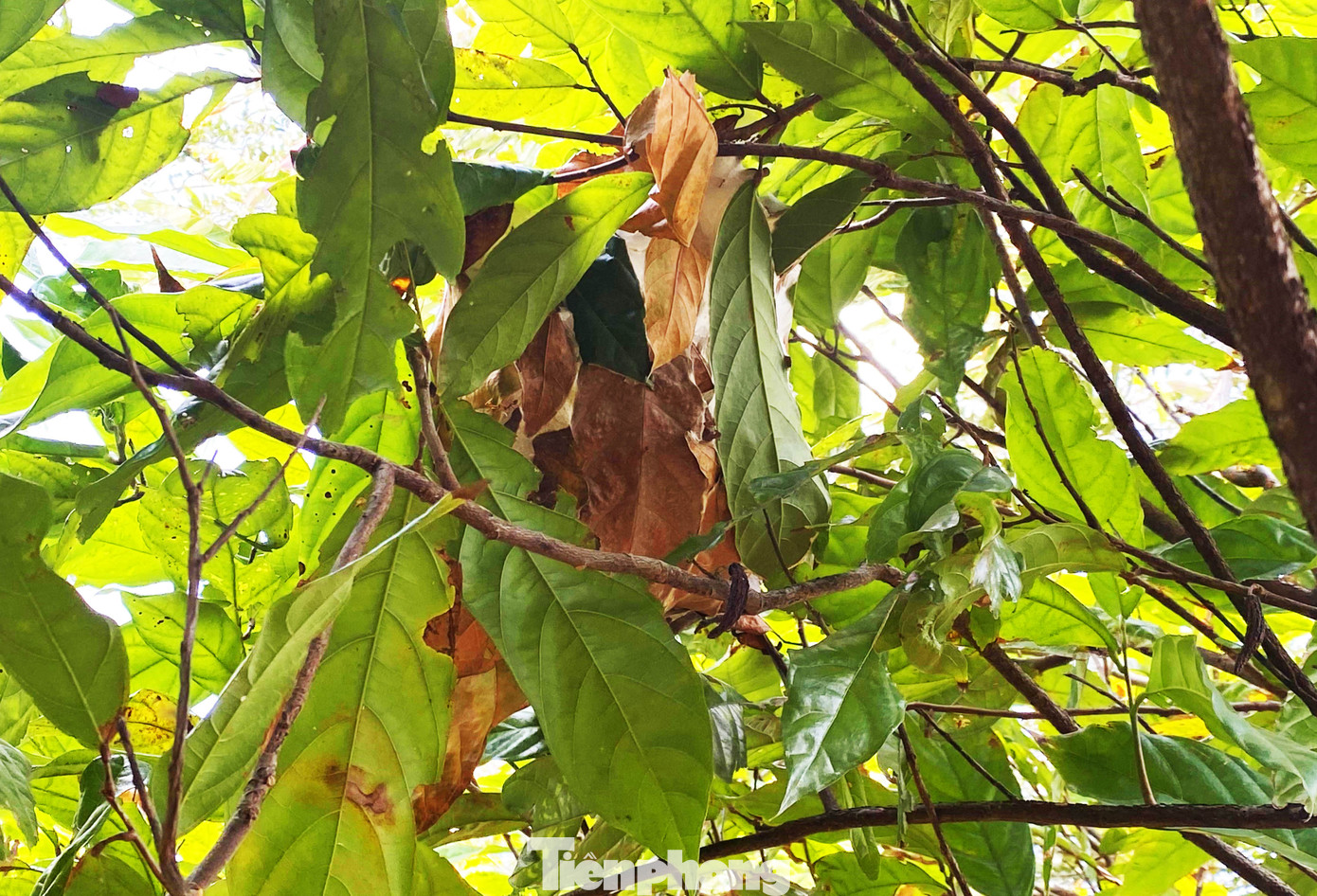 Du xuân với vườn ca cao muôn màu trên Tây Nguyên ảnh 5