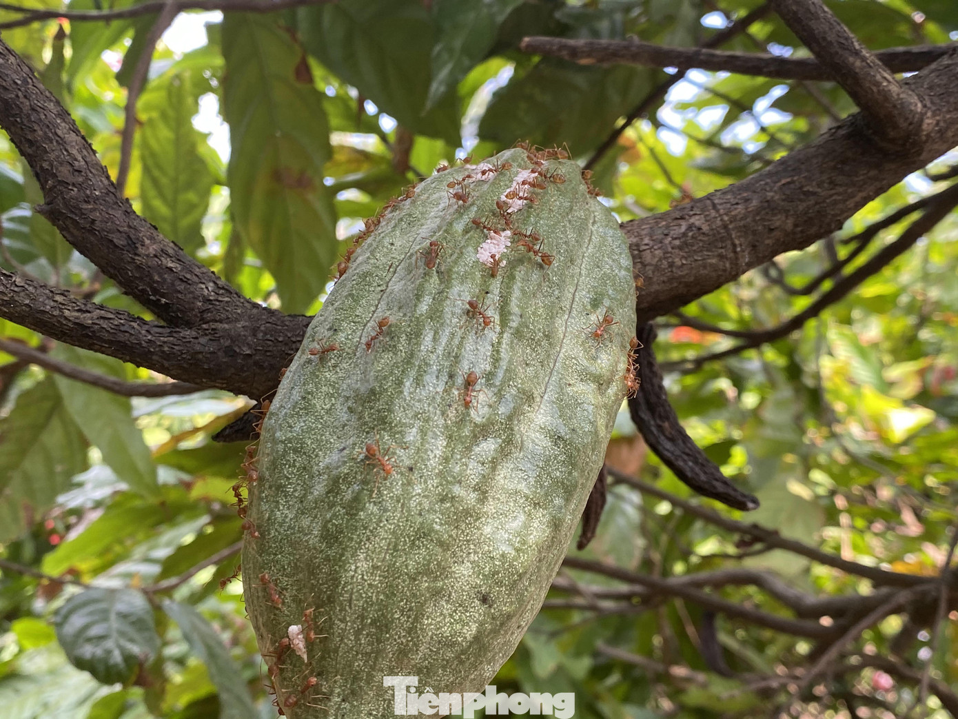 Du xuân với vườn ca cao muôn màu trên Tây Nguyên ảnh 4