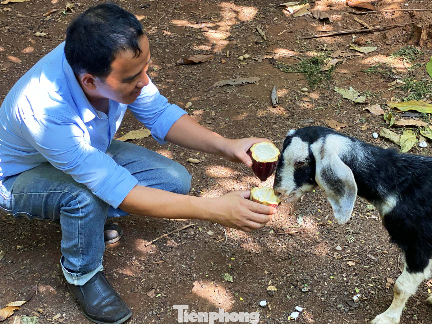Du xuân với vườn ca cao muôn màu trên Tây Nguyên ảnh 6