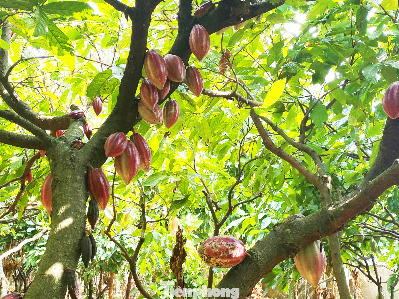 Du xuân với vườn ca cao muôn màu trên Tây Nguyên ảnh 3