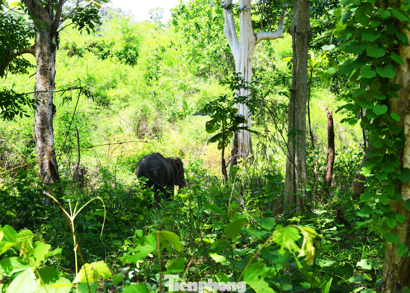 Voi Cu Sứt và kế hoạch cứu hộ lần thứ hai ảnh 5