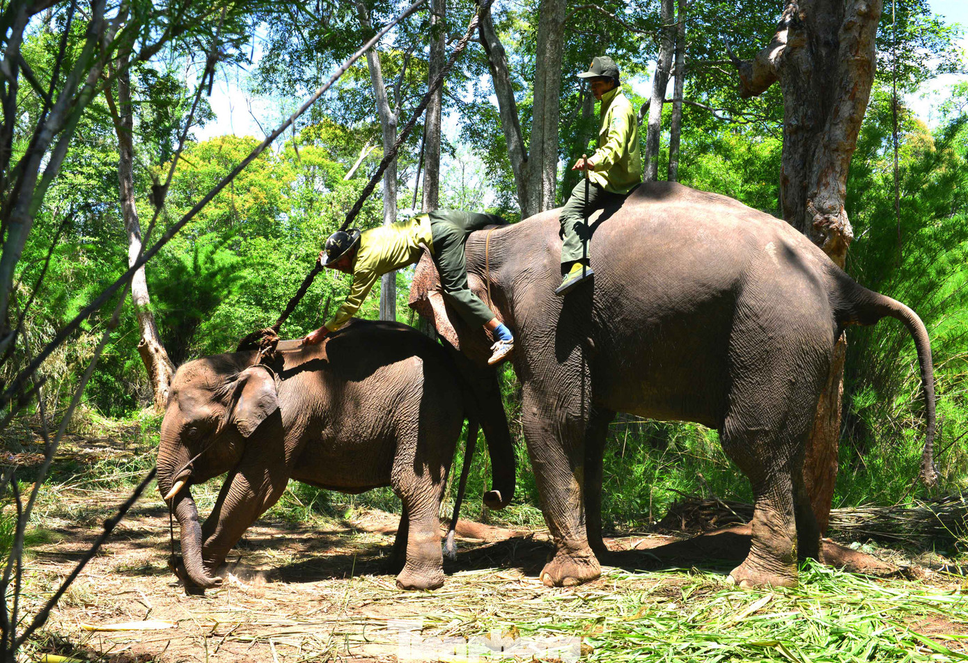 Voi Cu Sứt và kế hoạch cứu hộ lần thứ hai ảnh 2