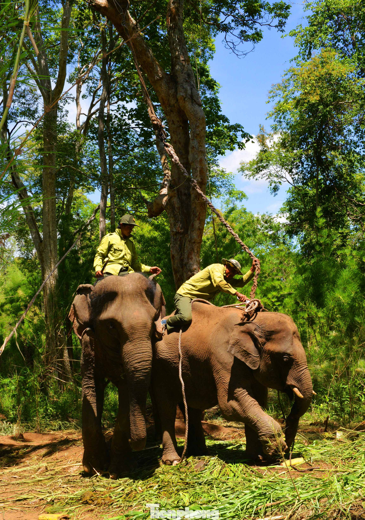 Voi Cu Sứt và kế hoạch cứu hộ lần thứ hai ảnh 3
