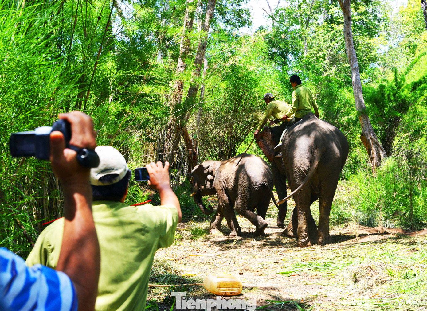 Voi Cu Sứt và kế hoạch cứu hộ lần thứ hai ảnh 4
