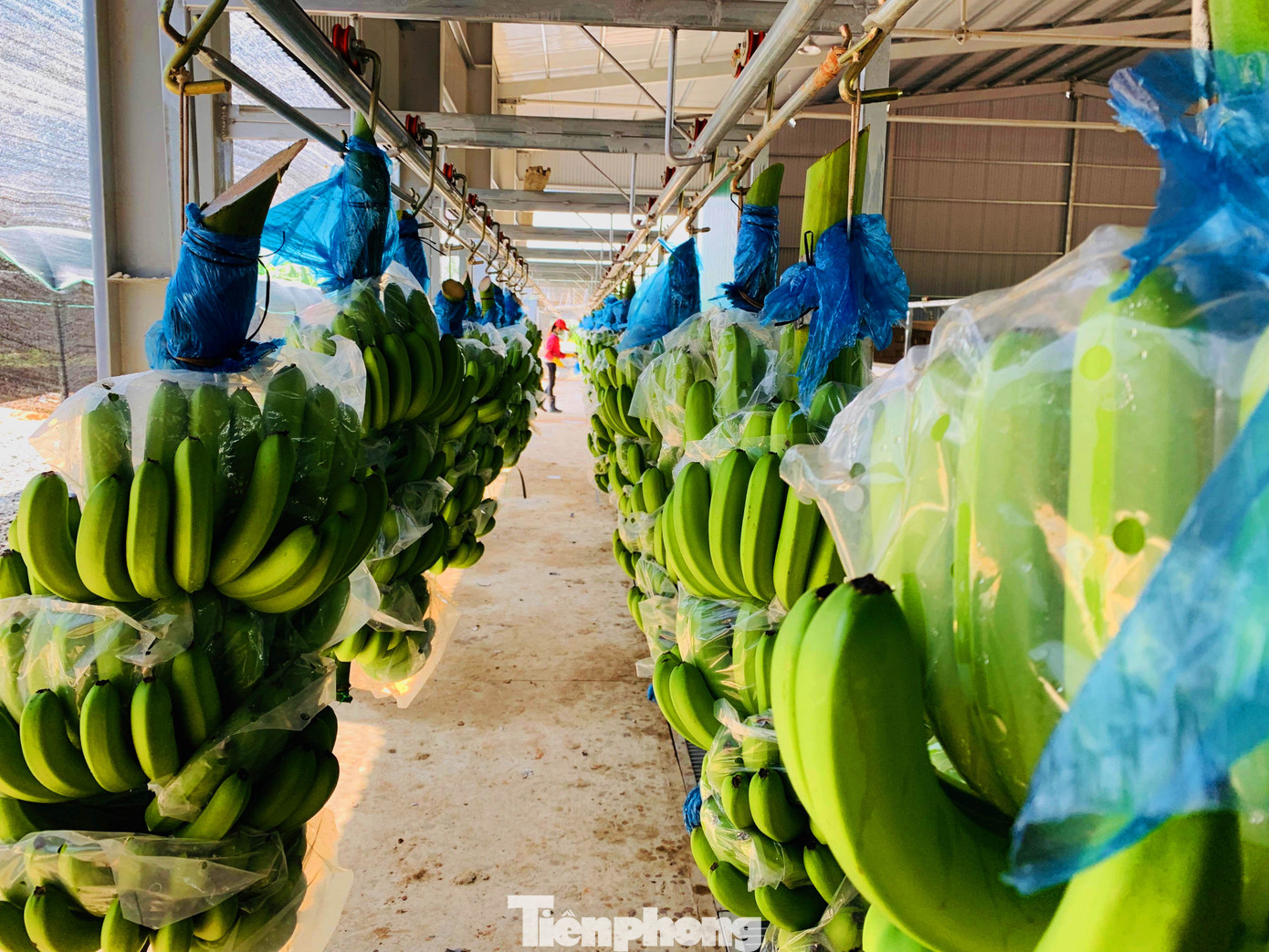 Tết vui, cùng bay theo ròng rọc chuối xuất khẩu ảnh 9