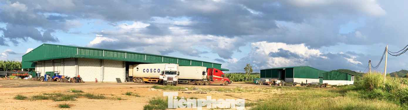 Tết vui, cùng bay theo ròng rọc chuối xuất khẩu ảnh 10