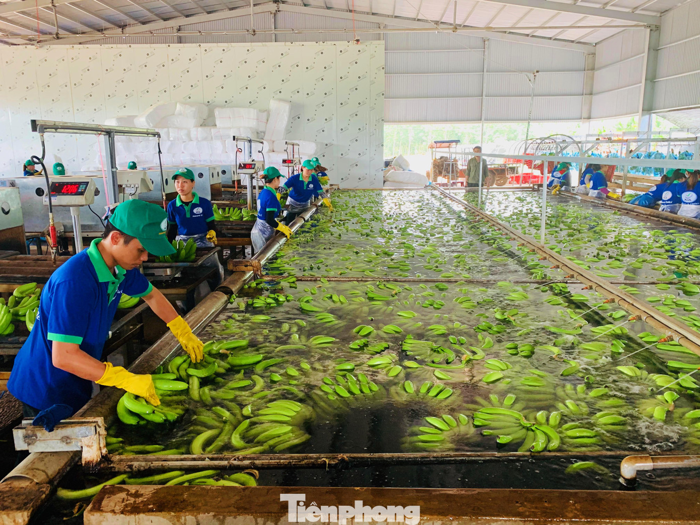 Tết vui, cùng bay theo ròng rọc chuối xuất khẩu ảnh 4