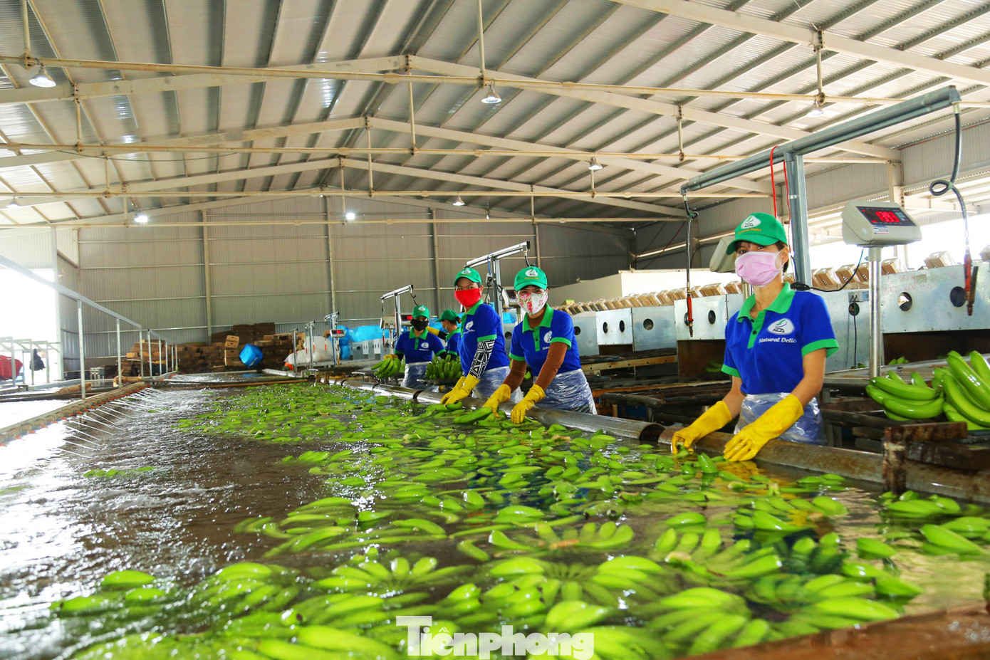 Tết vui, cùng bay theo ròng rọc chuối xuất khẩu ảnh 3