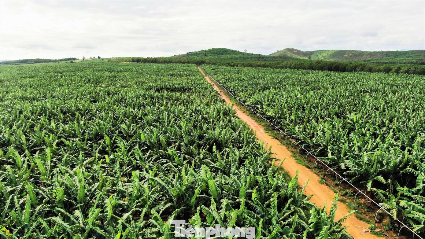 Tết vui, cùng bay theo ròng rọc chuối xuất khẩu ảnh 2