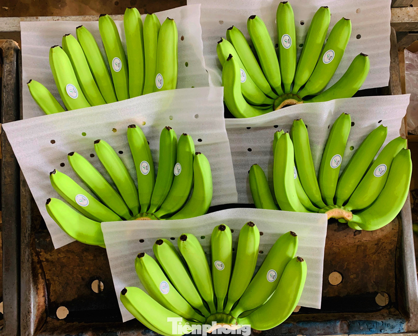 Tết vui, cùng bay theo ròng rọc chuối xuất khẩu ảnh 6