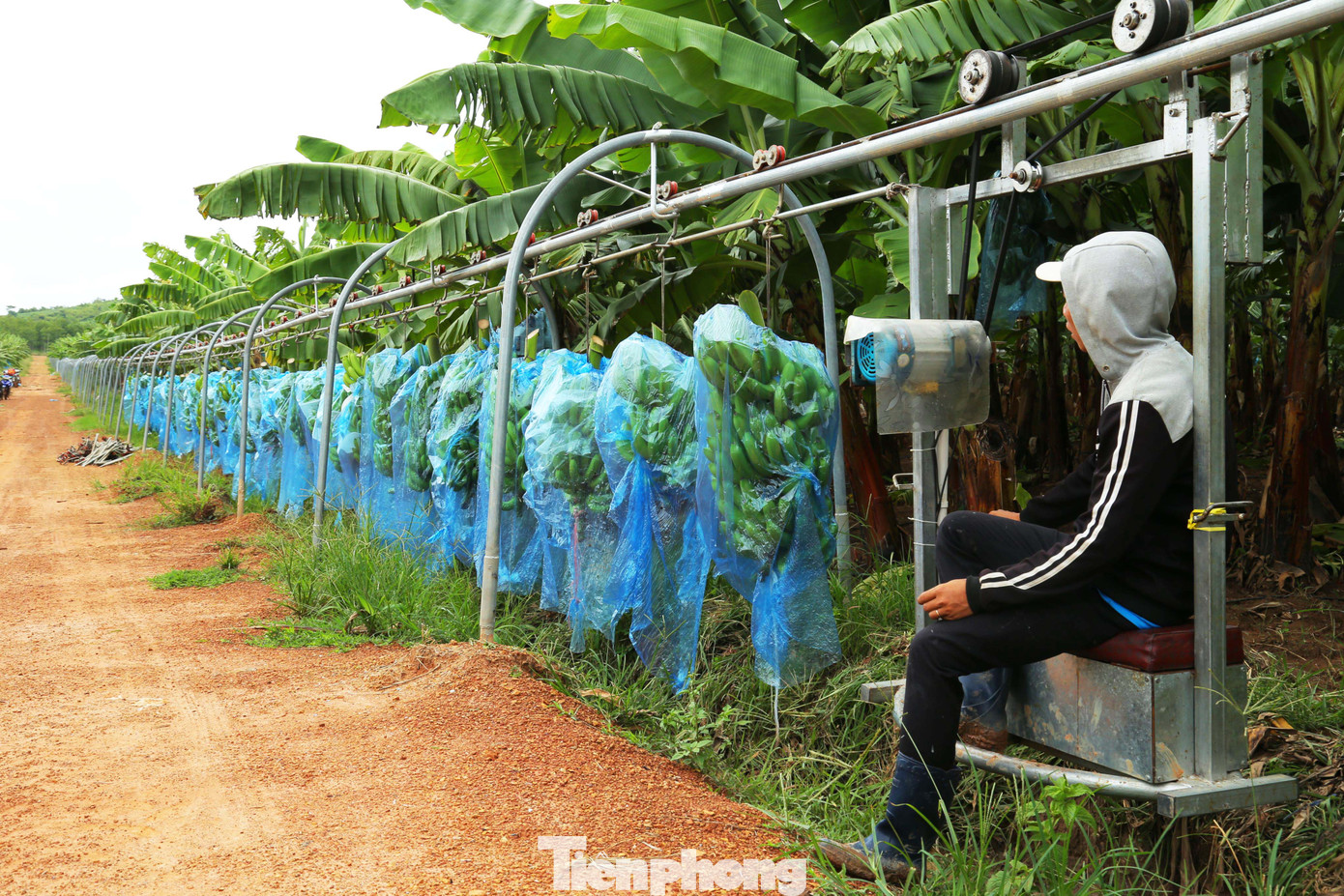 Tết vui, cùng bay theo ròng rọc chuối xuất khẩu ảnh 8