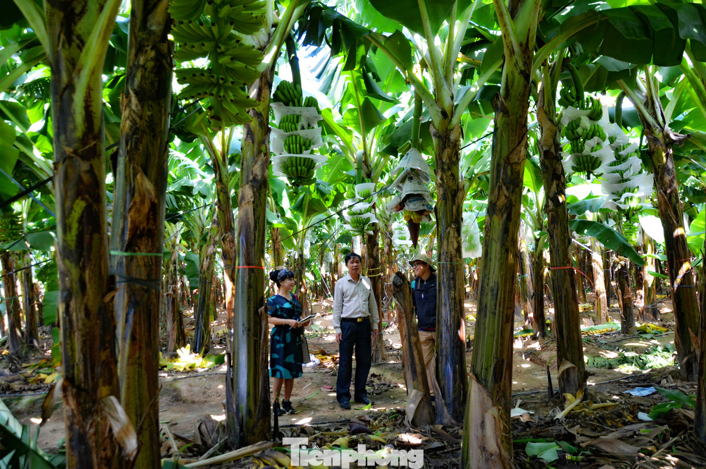 Tết vui, cùng bay theo ròng rọc chuối xuất khẩu ảnh 1