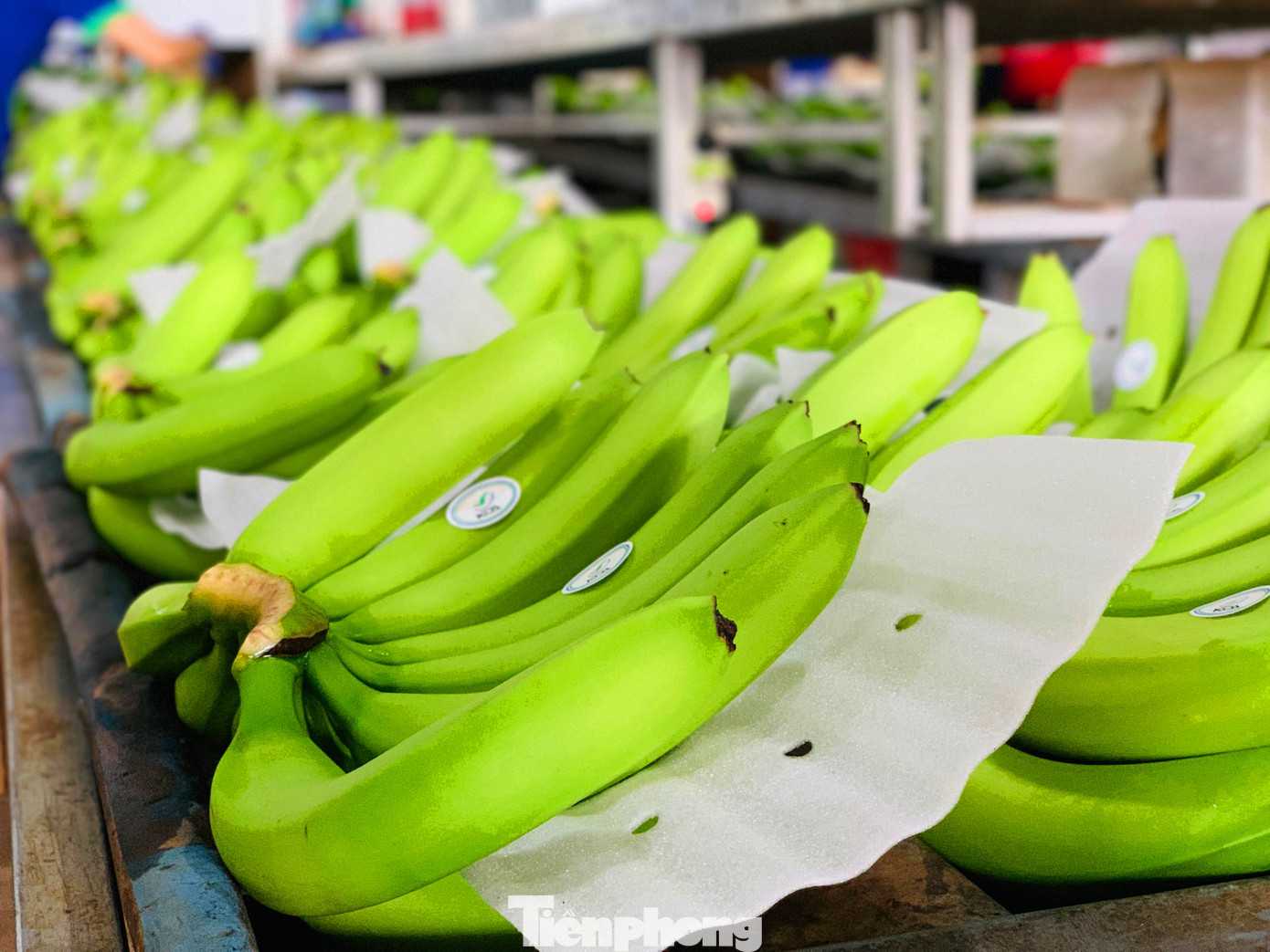 Tết vui, cùng bay theo ròng rọc chuối xuất khẩu ảnh 5