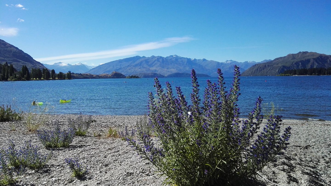 Bài dự thi cuộc thi “New Zealand - Bật mí trăm điều thú vị“: Mùa Hè thiên đường ở Auckland ảnh 2