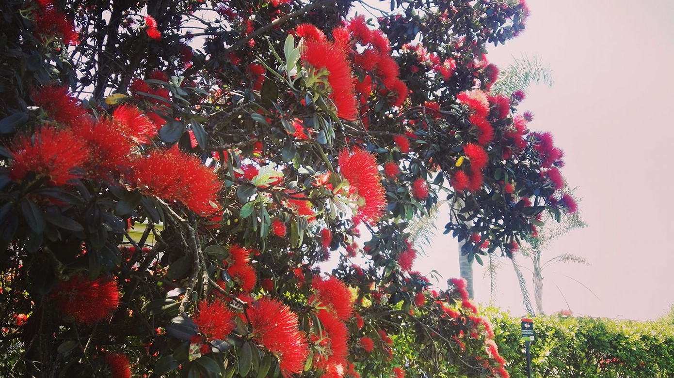 Bài dự thi cuộc thi “New Zealand - Bật mí trăm điều thú vị“: Mùa Hè thiên đường ở Auckland ảnh 5