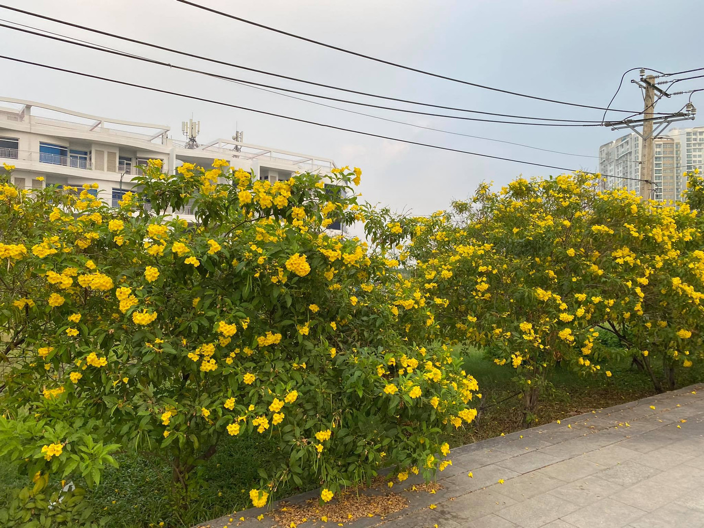 Con đường hoa hoàng yến rực rỡ một góc trời, teen Sài Gòn rủ nhau check-in đón Tết ảnh 1