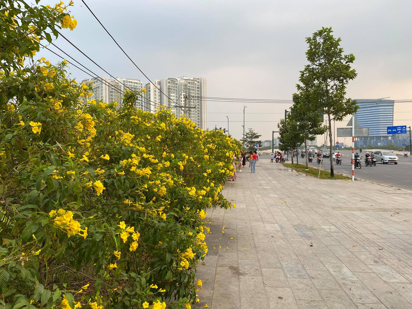 Con đường hoa hoàng yến rực rỡ một góc trời, teen Sài Gòn rủ nhau check-in đón Tết ảnh 2