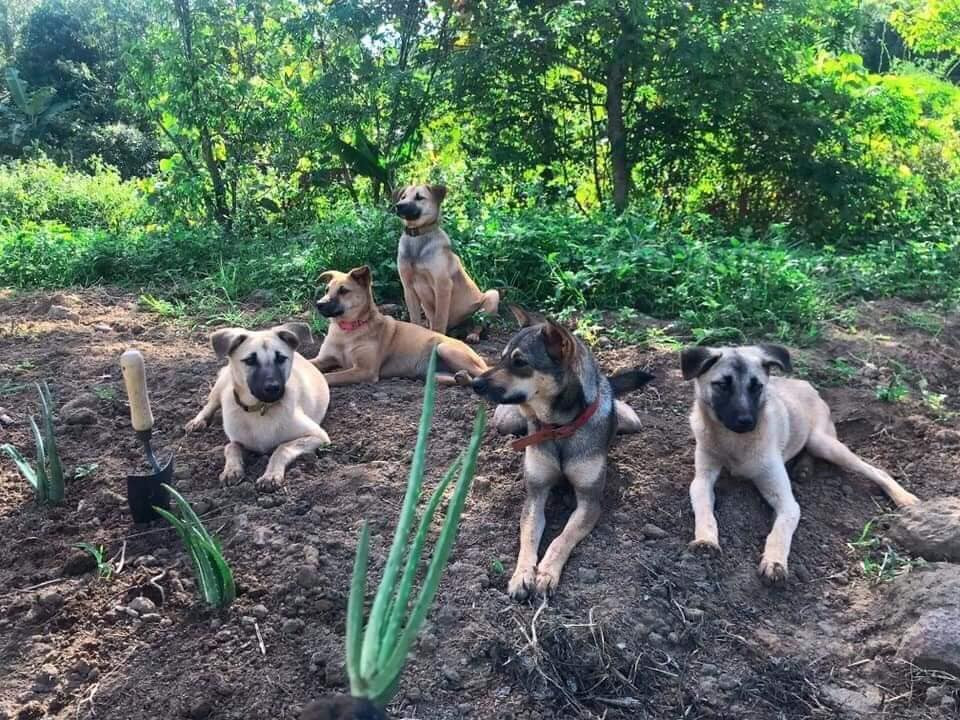 “Về quê nuôi cá và trồng thêm rau” hóa ra chẳng phải cuộc sống trong mơ, bạn còn phải giắt túi cả tỉ đồng! ảnh 7